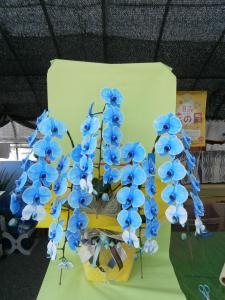 青い胡蝶蘭|「田巻美石園」　（北海道北見市の花屋）のブログ